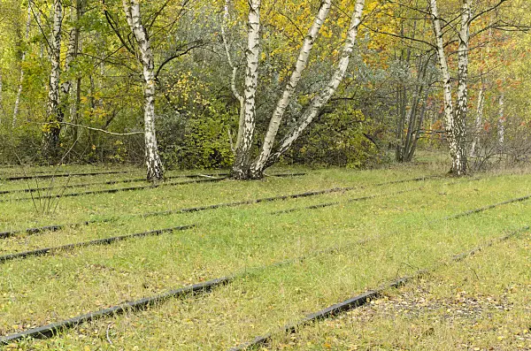 501197 - European white birches (Betula pendula) between tracks on an abandoned railway station, Schöneberger Südgelände Nature Reserve, Berlin, Germany