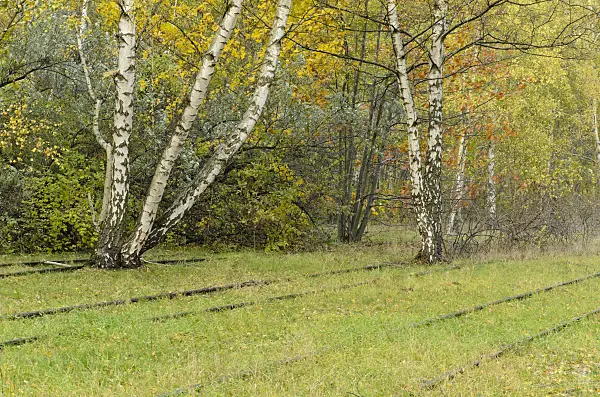 501198 - European white birches (Betula pendula) between tracks on an abandoned railway station, Schöneberger Südgelände Nature Reserve, Berlin, Germany