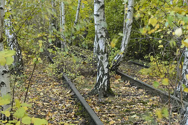 501200 - European white birches (Betula pendula) between tracks on an abandoned railway station, Schöneberger Südgelände Nature Reserve, Berlin, Germany