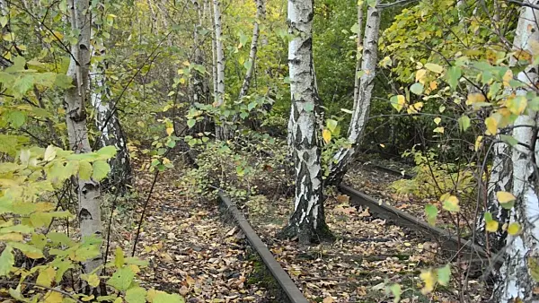 501213 - European white birches (Betula pendula) between tracks on an abandoned railway station, Schöneberger Südgelände Nature Reserve, Berlin, Germany
