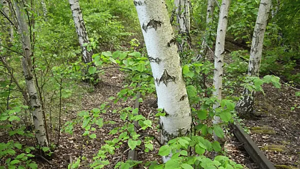 507213 - European white birches (Betula pendula) between tracks on an abandoned railway station, Schöneberger Südgelände Nature Reserve, Berlin, Germany
