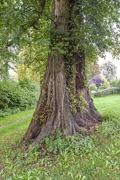 593208 - European white elm (Ulmus laevis)