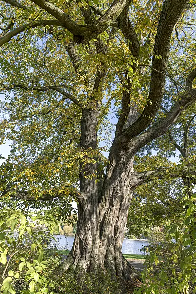 616349 - European white elm (Ulmus laevis)