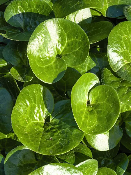438216 - European wild ginger (Asarum europaeum)