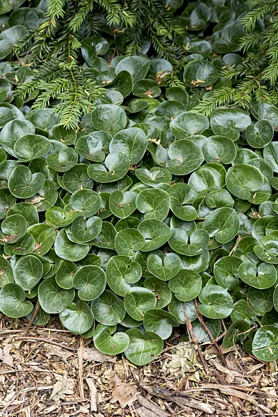651084 - European wild ginger (Asarum europaeum)