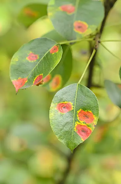 536165 - European wild pear (Pyrus pyraster) and pear rust (Gymnosporangium fuscum syn. Gymnosporangium sabinae)