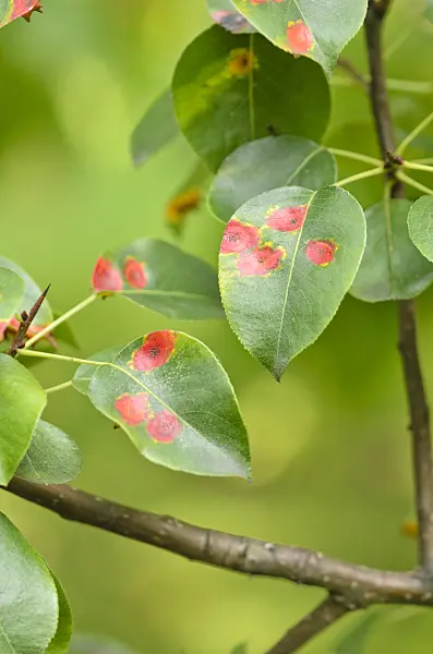536166 - European wild pear (Pyrus pyraster) and pear rust (Gymnosporangium fuscum syn. Gymnosporangium sabinae)