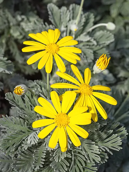436079 - Euryops pectinatus