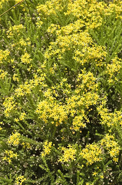 508453 - Euryops virgineus
