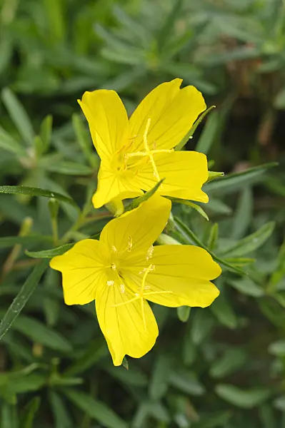 476267 - Evening primrose (Oenothera African Sun)