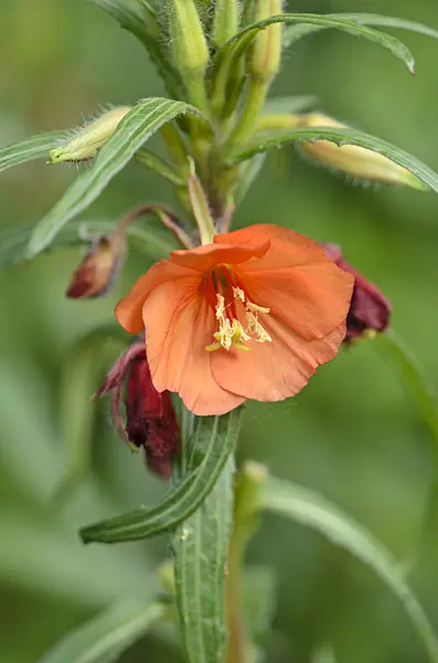 522037 - Evening primrose (Oenothera versicolor 'Sunset Boulevard')