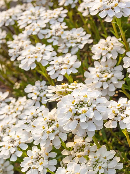 412043 - Evergreen candytuft (Iberis sempervirens)