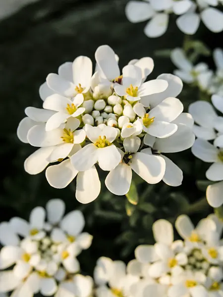 424147 - Evergreen candytuft (Iberis sempervirens)