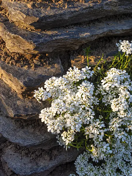 437157 - Evergreen candytuft (Iberis sempervirens)
