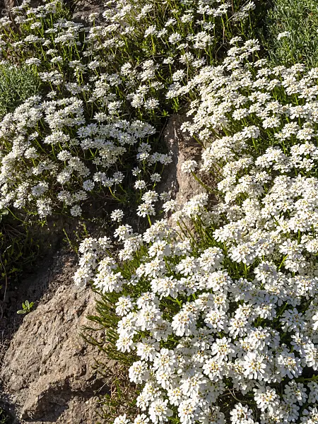 448028 - Evergreen candytuft (Iberis sempervirens)