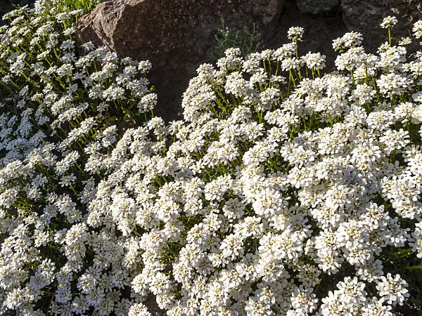 448029 - Evergreen candytuft (Iberis sempervirens)