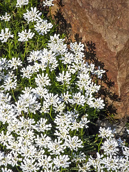 448030 - Evergreen candytuft (Iberis sempervirens)