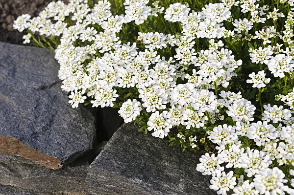 483342 - Evergreen candytuft (Iberis sempervirens)