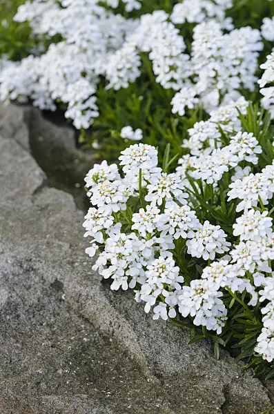 531107 - Evergreen candytuft (Iberis sempervirens)