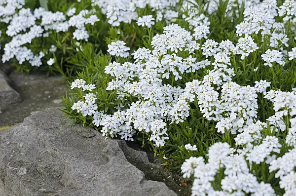 531108 - Evergreen candytuft (Iberis sempervirens)