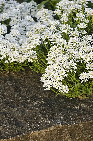544047 - Evergreen candytuft (Iberis sempervirens)