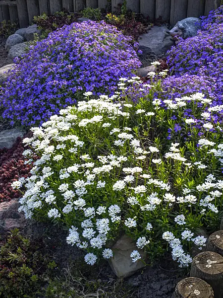 459078 - Evergreen candytuft (Iberis sempervirens) and purple rock cress (Aubrieta deltoidea)
