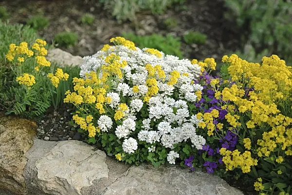 490083 - Evergreen candytuft (Iberis sempervirens), golden alyssum (Aurinia saxatilis syn. Alyssum saxatile) and violet (Viola)