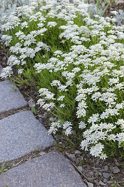 471332 - Evergreen candytuft (Iberis sempervirens 'Weisser Zwerg')