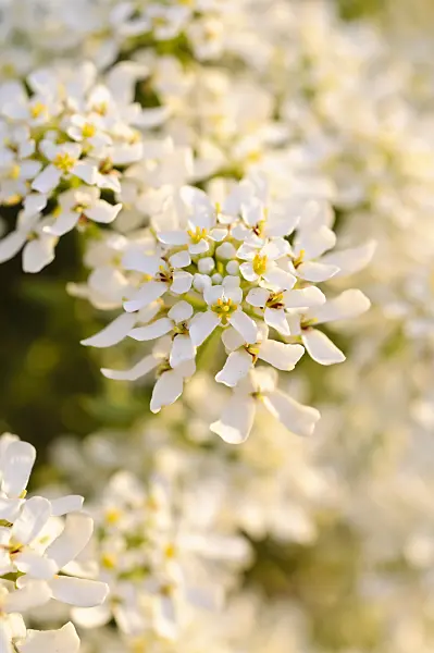 471333 - Evergreen candytuft (Iberis sempervirens 'Weisser Zwerg')