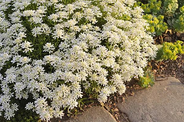 471334 - Evergreen candytuft (Iberis sempervirens 'Weisser Zwerg')