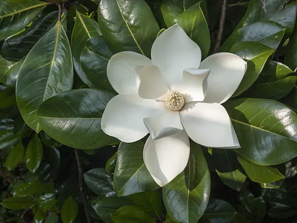 414075 - Evergreen magnolia (Magnolia grandiflora)