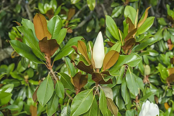 575137 - Evergreen magnolia (Magnolia grandiflora)