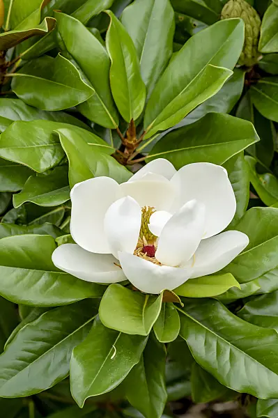 593129 - Evergreen magnolia (Magnolia grandiflora 'Baby Grand')