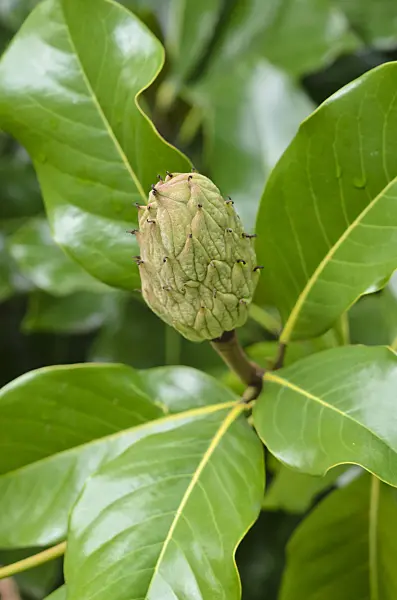 549064 - Evergreen magnolia (Magnolia grandiflora 'Francois Treyve')