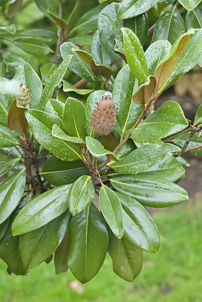 502259 - Evergreen magnolia (Magnolia grandiflora 'Galissonnière')