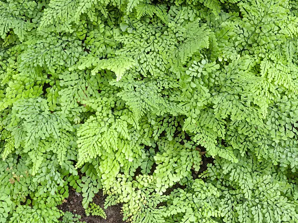 463029 - Evergreen maidenhair fern (Adiantum venustum)
