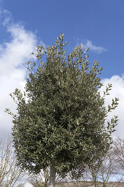 651458 - Evergreen oak (Quercus ilex)