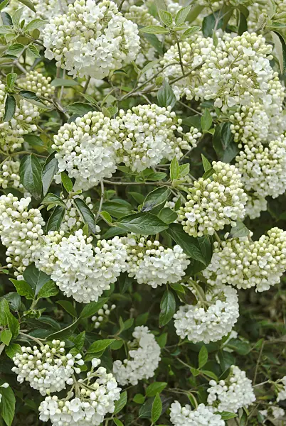 517254 - Evergreen viburnum (Viburnum Eskimo)