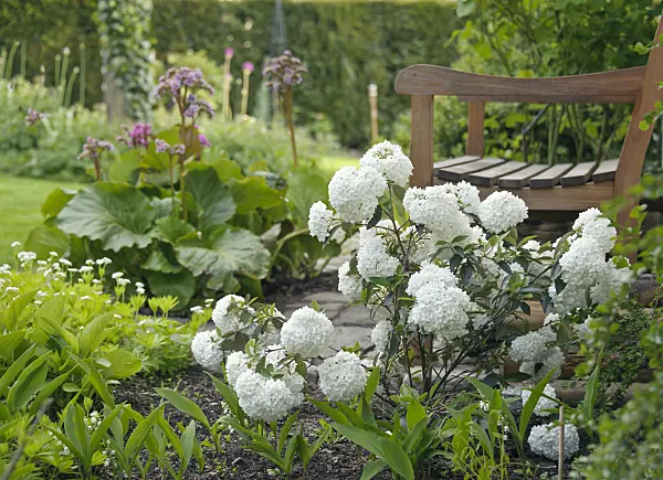 517255 - Evergreen viburnum (Viburnum Eskimo)