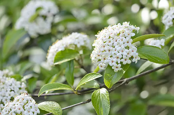 531186 - Evergreen viburnum (Viburnum Eskimo)