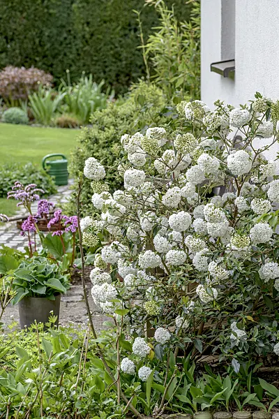 575346 - Evergreen viburnum (Viburnum Eskimo)