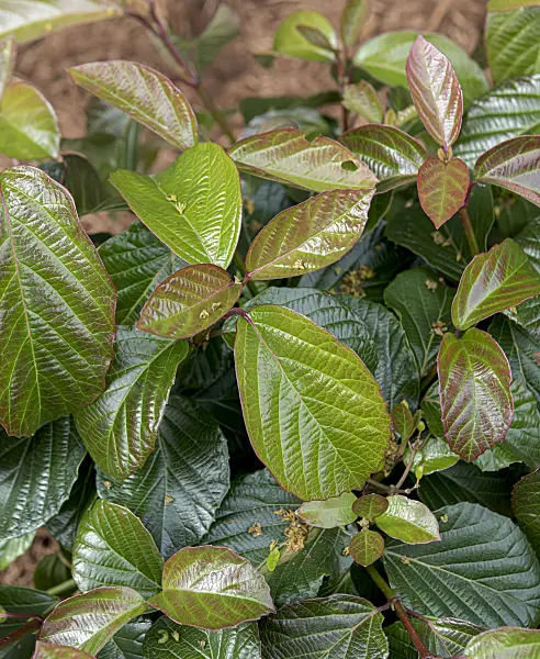 607220 - Evergreen viburnum (Viburnum Shiny Dancer)