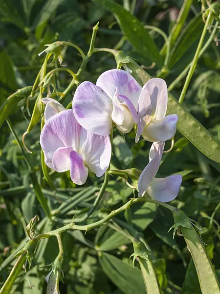 403008 - Everlasting pea (Lathyrus latifolius)