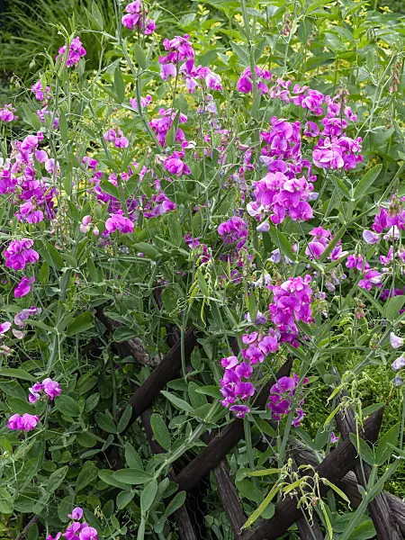 449036 - Everlasting pea (Lathyrus latifolius)