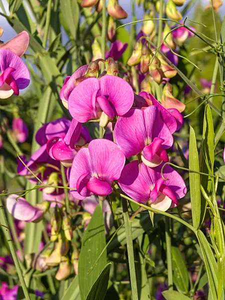 462068 - Everlasting pea (Lathyrus latifolius)