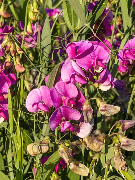 462069 - Everlasting pea (Lathyrus latifolius)