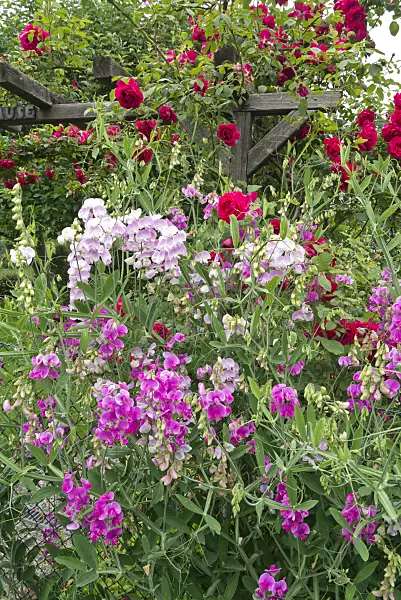 610018 - Everlasting pea (Lathyrus latifolius) and rose (Rosa)