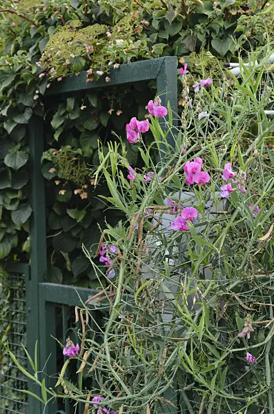 524087 - Everlasting pea (Lathyrus latifolius) at a garden gate