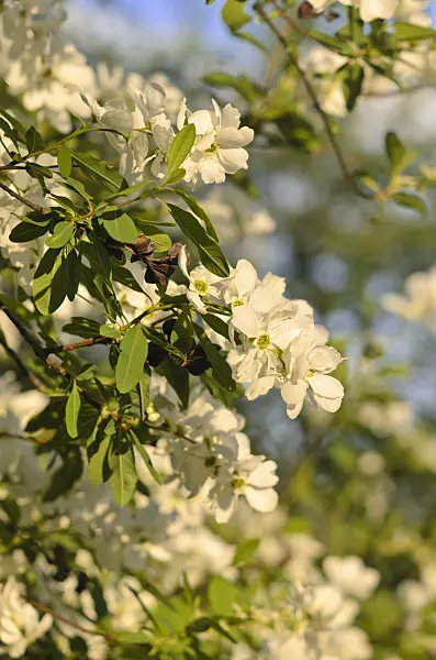 544032 - Exochorde (Exochorda racemosa)
