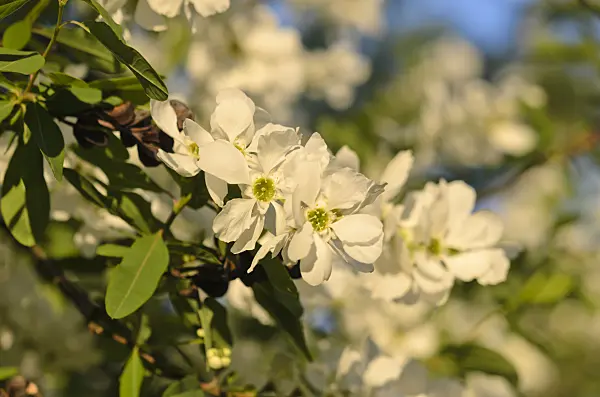 544033 - Exochorde (Exochorda racemosa)